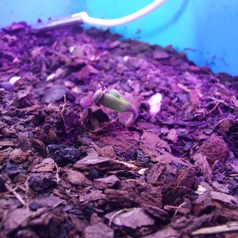 Maria  growlog photo: A gigante acordou.

Ficou em solo de 30% húmus 70% vegetal para plantas 