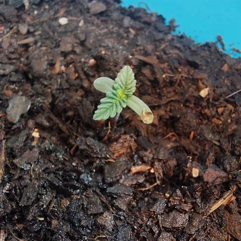 Maria  growlog timeline photo