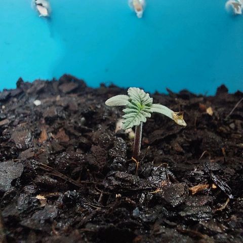 Maria  growlog timeline photo