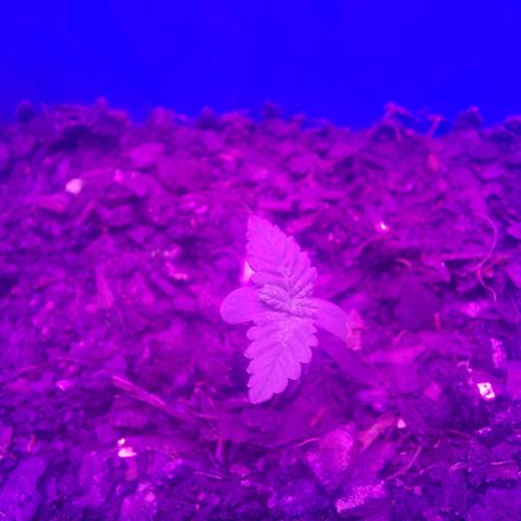 Maria  growlog timeline photo