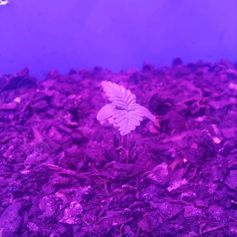 Maria  growlog timeline photo