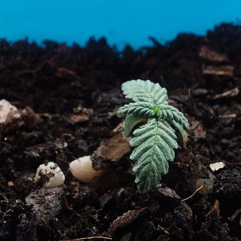 Maria  growlog timeline photo