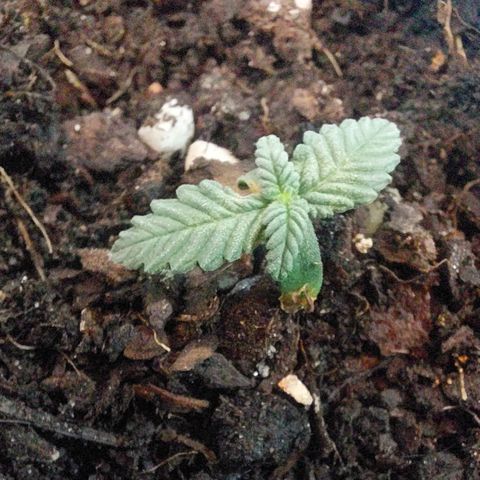 Maria  growlog timeline photo