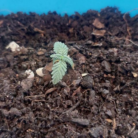 Maria  growlog timeline photo