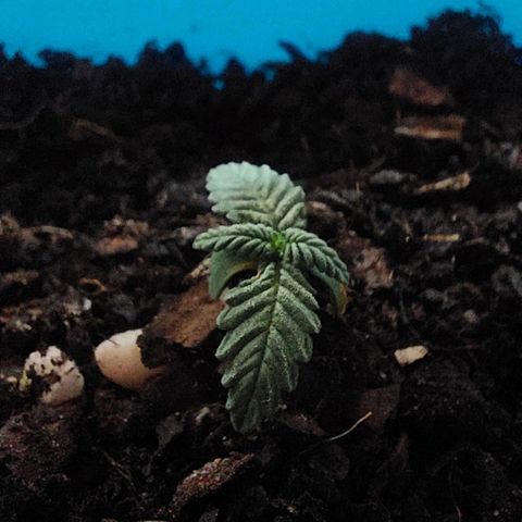 Maria  growlog timeline photo