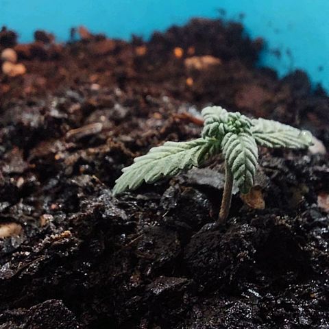 Maria  growlog photo: Ainda continua muito pequeno, pouco mais de 4cm. Porém, o terceiro nó já começa a dar as caras. 