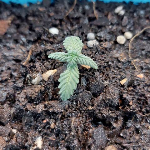 Maria  growlog photo: Ainda continua muito pequeno, pouco mais de 4cm. Porém, o terceiro nó já começa a dar as caras. 