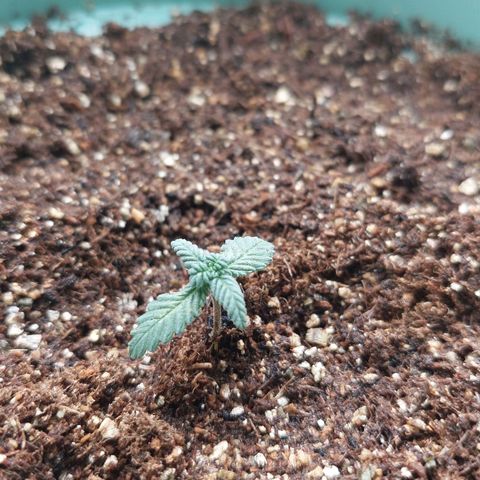 Maria  growlog photo: Foto após o transplante 