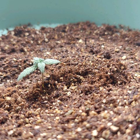 Maria  growlog photo: Foto após o transplante 