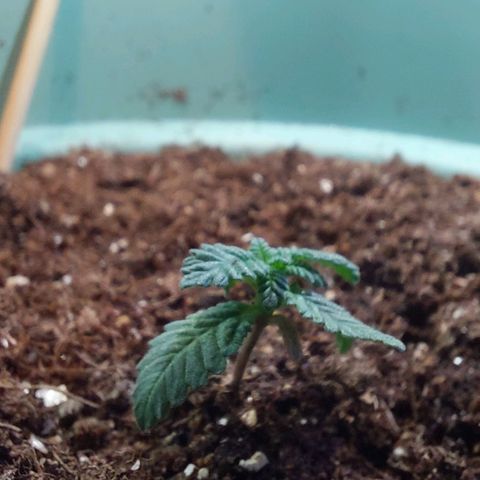 Maria  growlog photo: Após o transplante e a luz solar venho sentindo uma melhora significativa do crescimento da plantinha. 

As folhas achei que não mudaram de tamanho ainda, mas a velocidade de crescimento é notoriamente maior. Obviamente isso pode ser pela aumento exponencial das folhas e da taxa de fotossíntese, mas seria muita coincidência isso acontecer uma semana após o transplante e mudança de substrato. Vamos acompanhando. 