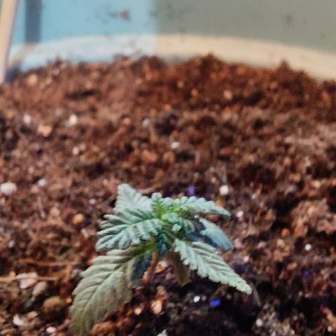 Maria  growlog photo: Após o transplante e a luz solar venho sentindo uma melhora significativa do crescimento da plantinha. 

As folhas achei que não mudaram de tamanho ainda, mas a velocidade de crescimento é notoriamente maior. Obviamente isso pode ser pela aumento exponencial das folhas e da taxa de fotossíntese, mas seria muita coincidência isso acontecer uma semana após o transplante e mudança de substrato. Vamos acompanhando. 
