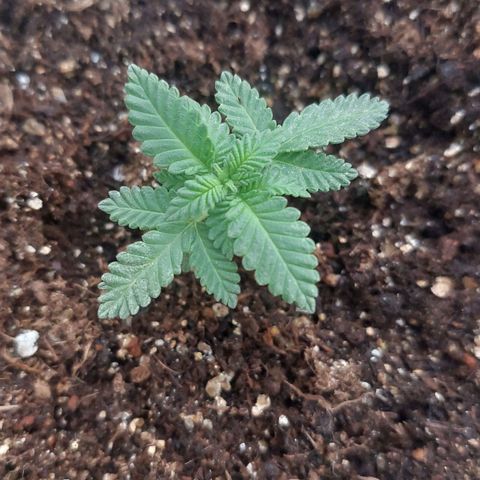 Maria  growlog photo: Maria crescendo loucamente. O transplante fez bem demais pra bichinha. 
Essa semana tenho mantido ela mais no indoor porque estou ficando muito tempo fora de casa e o sol não está mais tão forte. O resultado tem sido bom. 