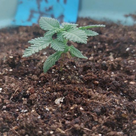 Maria  growlog photo: Maria crescendo loucamente. O transplante fez bem demais pra bichinha. 
Essa semana tenho mantido ela mais no indoor porque estou ficando muito tempo fora de casa e o sol não está mais tão forte. O resultado tem sido bom. 