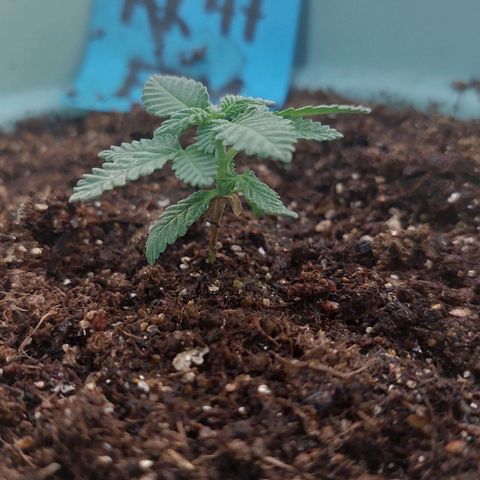 Maria  growlog photo: Maria crescendo loucamente. O transplante fez bem demais pra bichinha. 
Essa semana tenho mantido ela mais no indoor porque estou ficando muito tempo fora de casa e o sol não está mais tão forte. O resultado tem sido bom. 