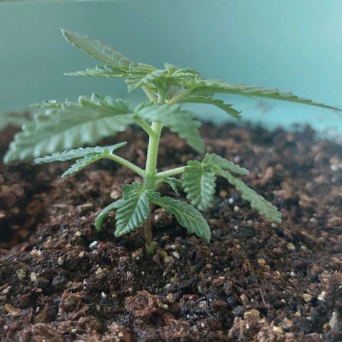 Maria  growlog photo: Crescimento intenso na última semana. A planta parece que está vingando bem no novo solo e nas novas configurações 