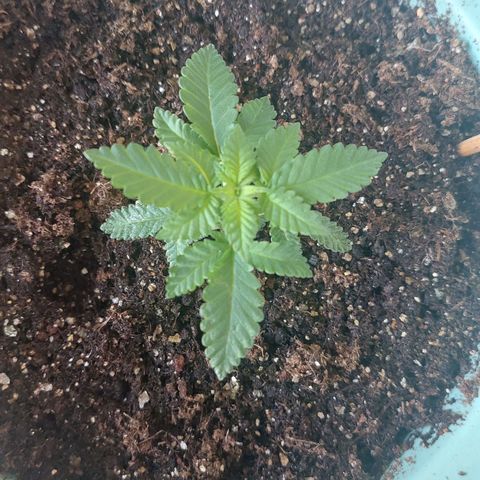 Maria  growlog photo: Crescimento intenso na última semana. A planta parece que está vingando bem no novo solo e nas novas configurações 