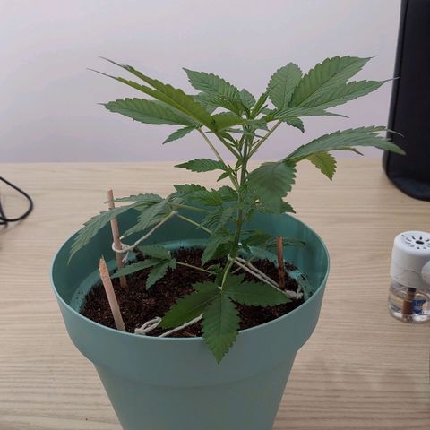 Maria  growlog photo: Dia de virar pra floração 😍