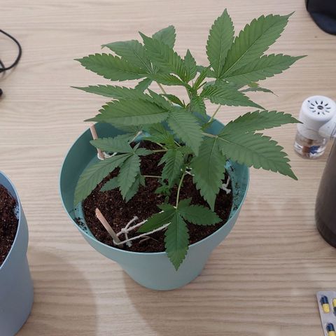 Maria  growlog photo: Dia de virar pra floração 😍