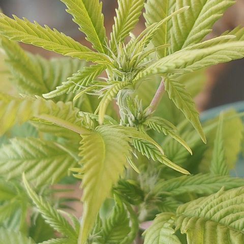 Maria  growlog photo: A planta está em floração há 14 dias 
Hoje fiz uma poda de algumas folhas que estavam muito fracas
Irei iniciar flowermind na quarta feira pq estou percebendo que ela está pedindo algo