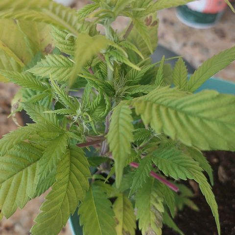 Maria  growlog photo: A planta está em floração há 14 dias 
Hoje fiz uma poda de algumas folhas que estavam muito fracas
Irei iniciar flowermind na quarta feira pq estou percebendo que ela está pedindo algo