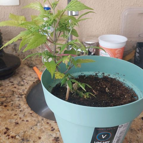 Maria  growlog photo: A planta está em floração há 14 dias 
Hoje fiz uma poda de algumas folhas que estavam muito fracas
Irei iniciar flowermind na quarta feira pq estou percebendo que ela está pedindo algo