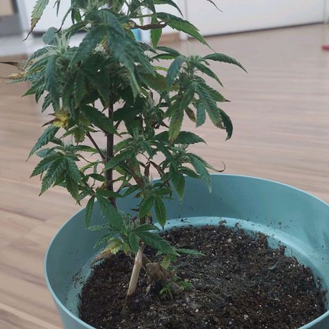 Maria  growlog photo: Planta já há algumas semanas de floração. Acredito que em 1 mês já vamos poder passar a faca na nossa primogênita 