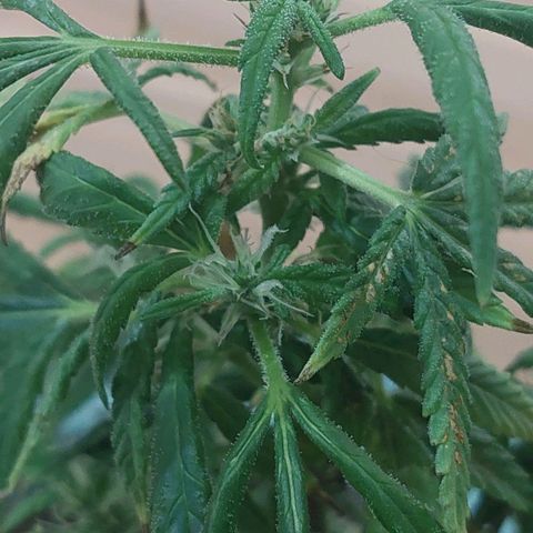 Maria  growlog photo: Planta já há algumas semanas de floração. Acredito que em 1 mês já vamos poder passar a faca na nossa primogênita 