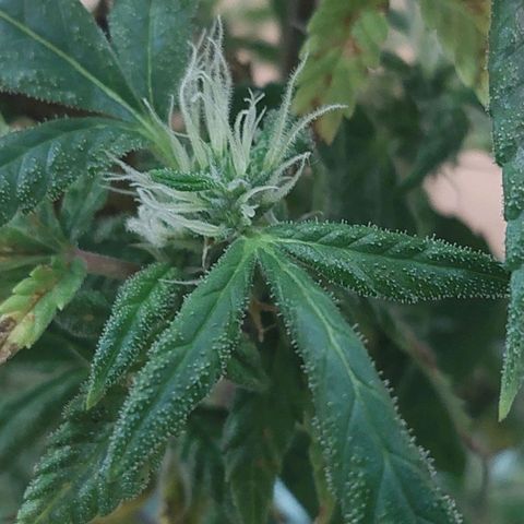 Maria  growlog photo: Planta já há algumas semanas de floração. Acredito que em 1 mês já vamos poder passar a faca na nossa primogênita 