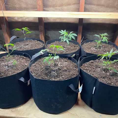 Cherry Pie  growlog photo: Into 5 gallon cloth pots 