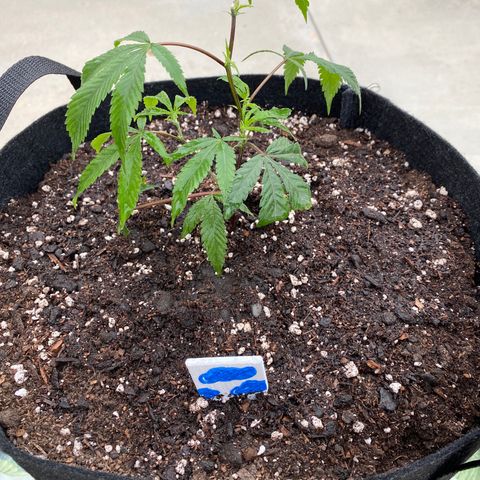 Cherry Pie  growlog photo: Topped. 