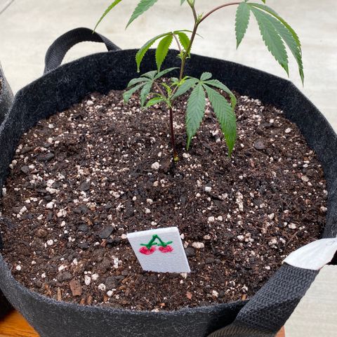 Cherry Pie  growlog photo: Topped. 