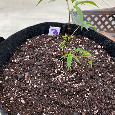 Cherry Pie  growlog photo: Topped. 