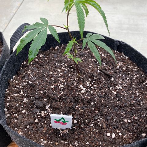 Cherry Pie  growlog photo: Topped. 