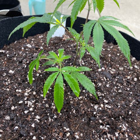 Cherry Pie  growlog photo: Topped. 