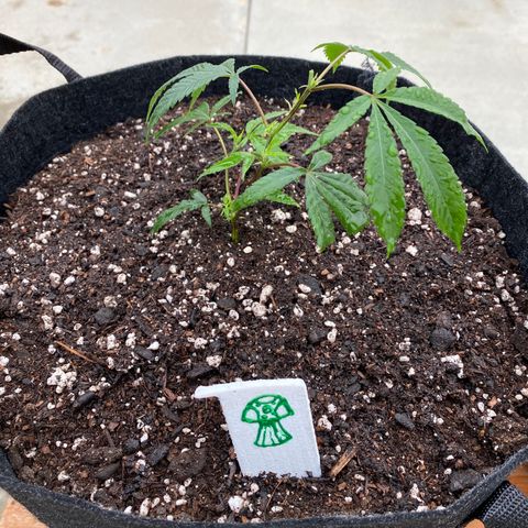 Cherry Pie  growlog photo: Topped. 