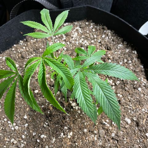 Cherry Pie  growlog timeline photo