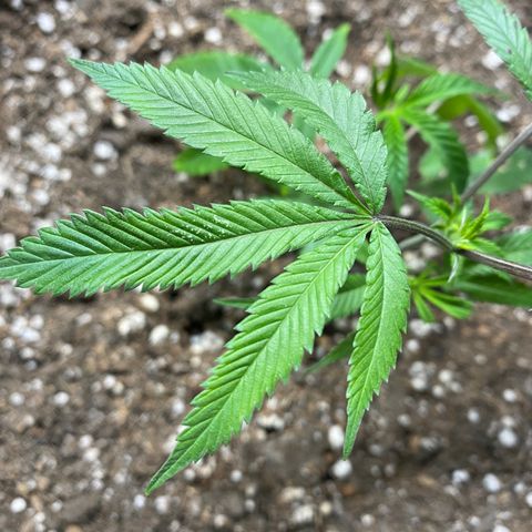Cherry Pie  growlog timeline photo