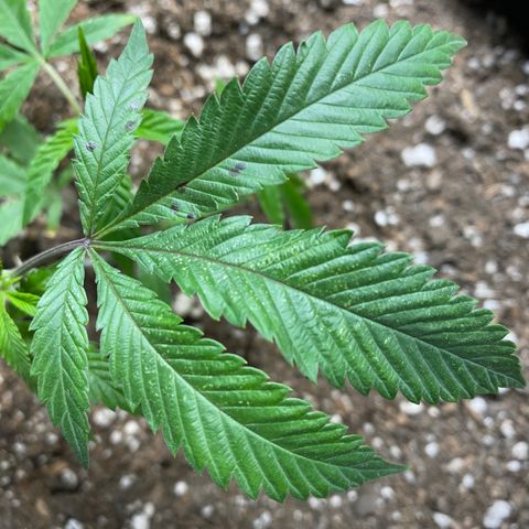 Cherry Pie  growlog timeline photo