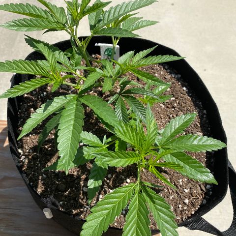 Cherry Pie  growlog timeline photo