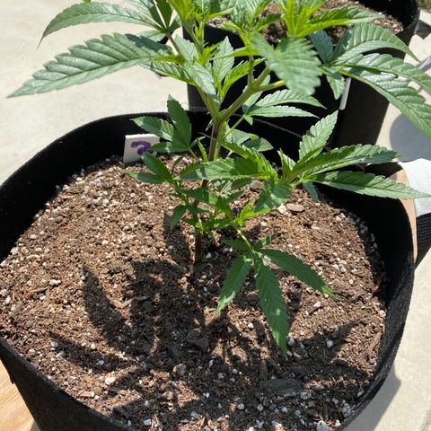 Cherry Pie  growlog timeline photo