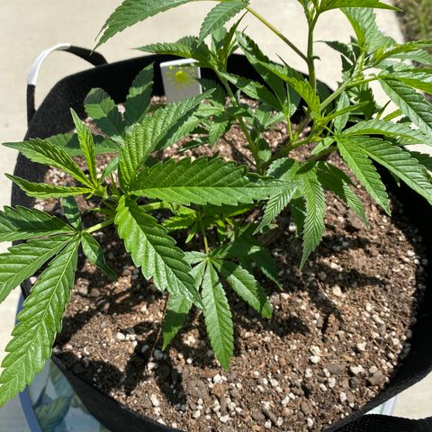 Cherry Pie  growlog timeline photo