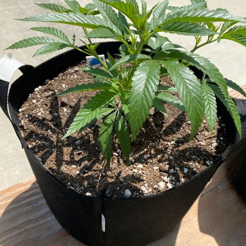Cherry Pie  growlog timeline photo