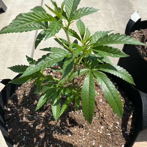 Cherry Pie  growlog timeline photo