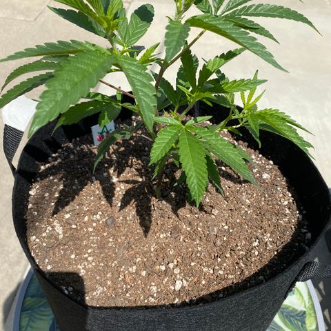 Cherry Pie  growlog timeline photo