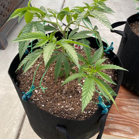 Cherry Pie  growlog photo: Low Stress Training. 