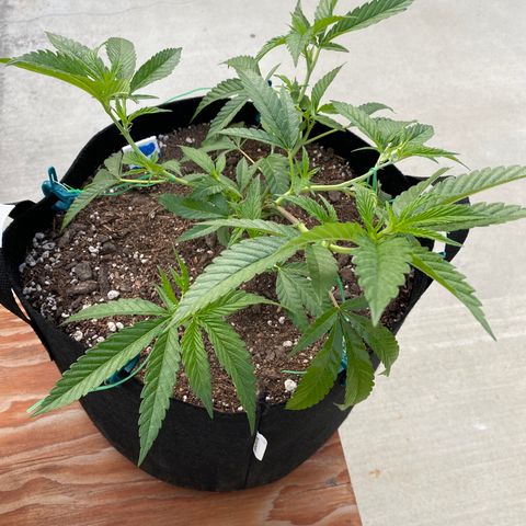 Cherry Pie  growlog photo: Low Stress Training. 