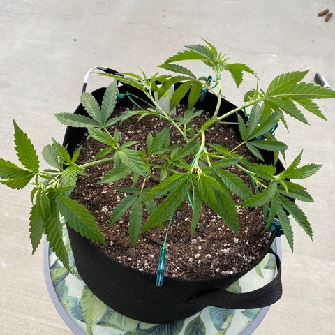 Cherry Pie  growlog photo: Low Stress Training. 