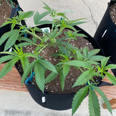 Cherry Pie  growlog photo: Low Stress Training. 