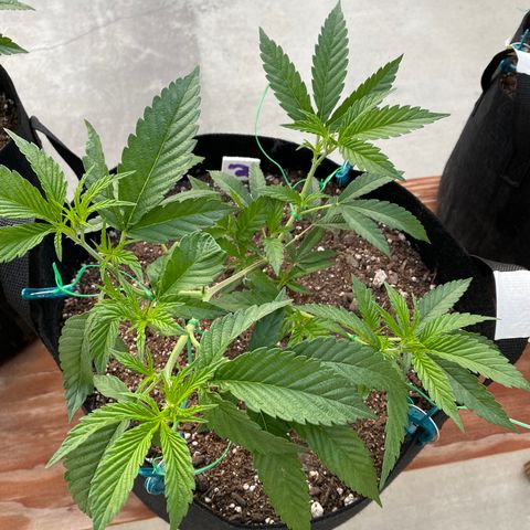 Cherry Pie  growlog photo: Low Stress Training. 