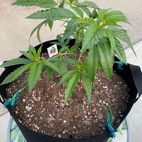 Cherry Pie  growlog photo: Low Stress Training. 